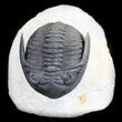 Detailed, Hollardops Trilobite - Great Eyes #36014-3